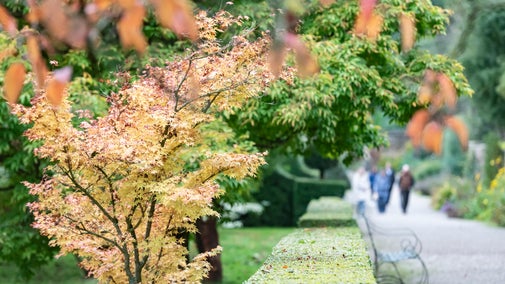 Colourful autumn leaves beside a garden path